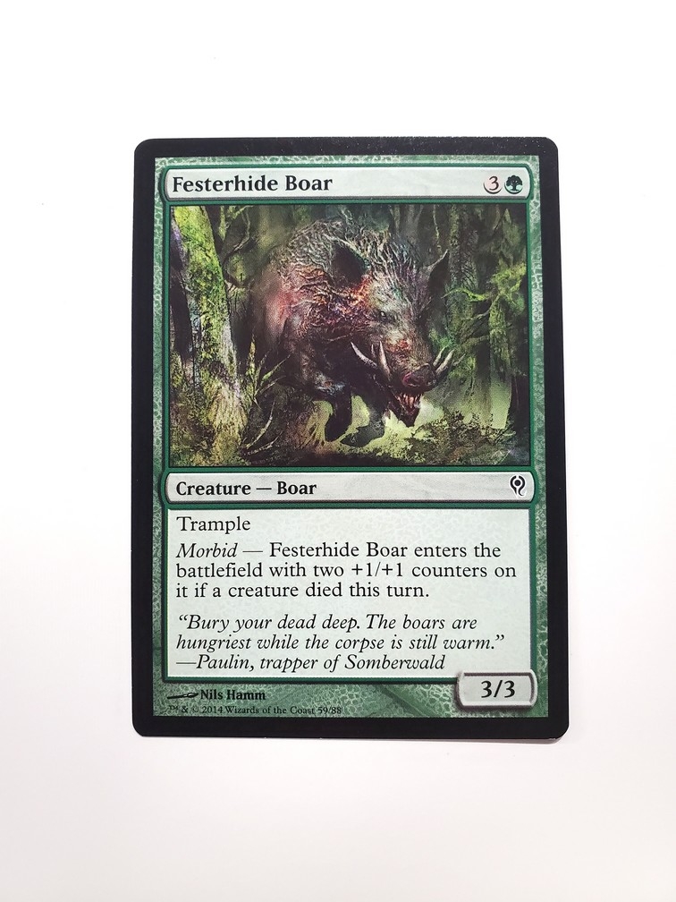 Festerhide Boar