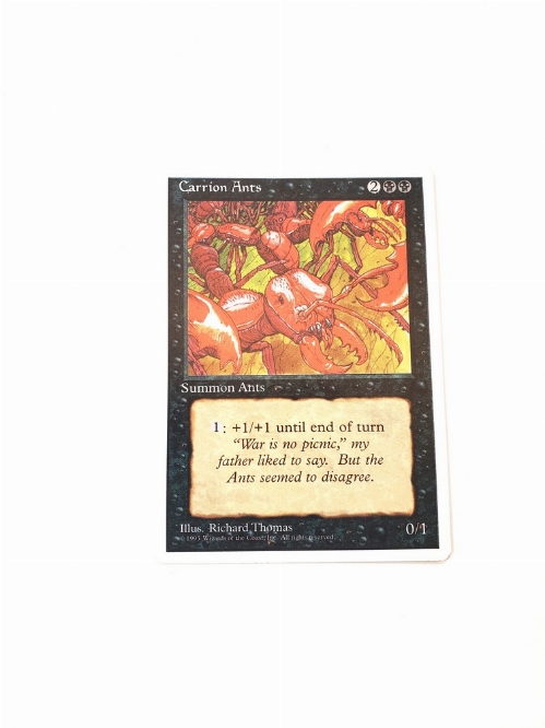 Carrion Ants