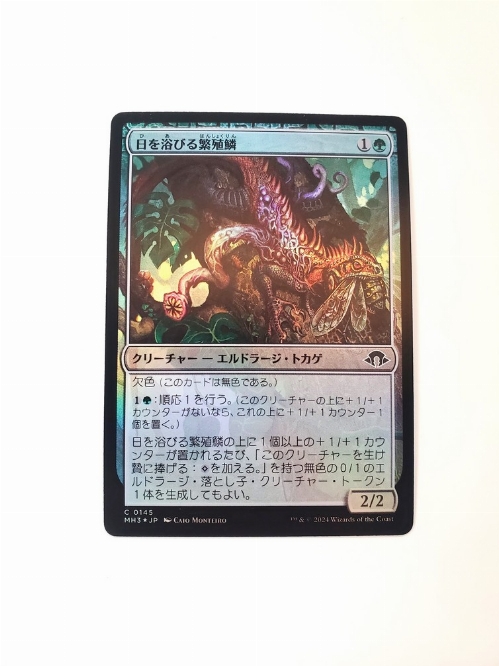 Basking Broodscale (Foil) (Japonaise)