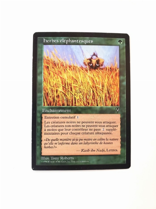 Elephant Grass (Francaise)