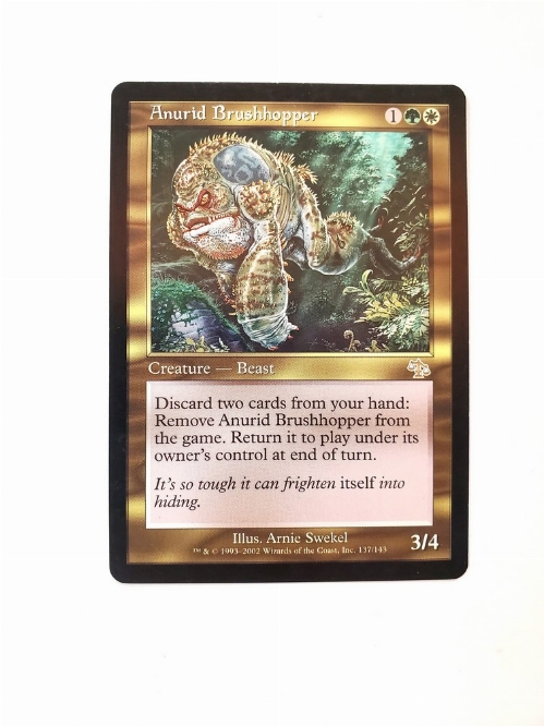Anurid Brushhopper